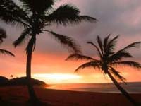 Palm_trees.jpg